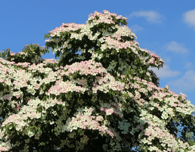 Asiatischer Blumen-Hartriegel Norman Haddens