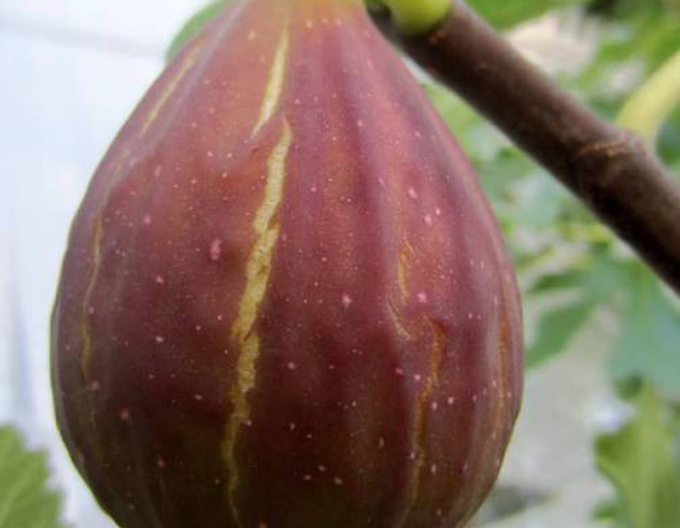 Feigenbaum Portogallo auf einem Stiel