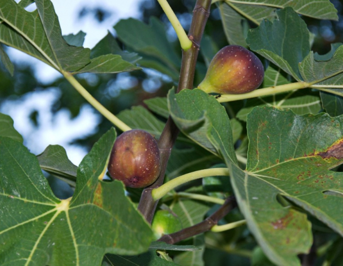 Feigenbaum Portogallo auf einem Stiel