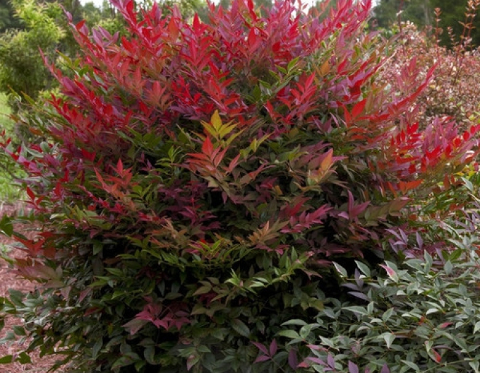 Nandina domestic
