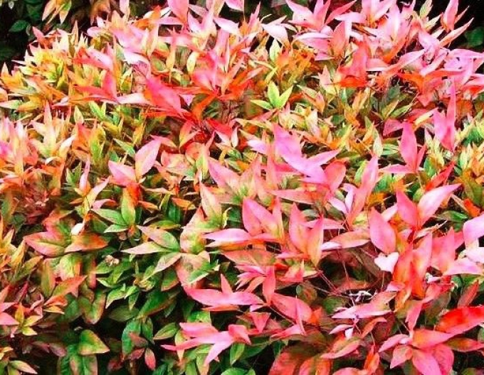 Nandina domestic