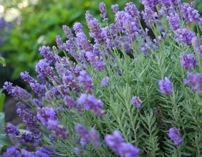 Lavendel Phänomenal
