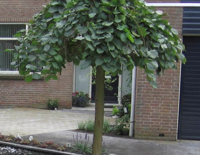 Weiße Maulbeere (schwarze Beeren)