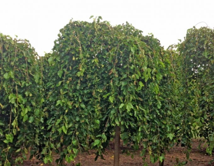 Weiße Maulbeere (schwarze Beeren)
