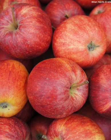 Säulenapfel Royal Gala