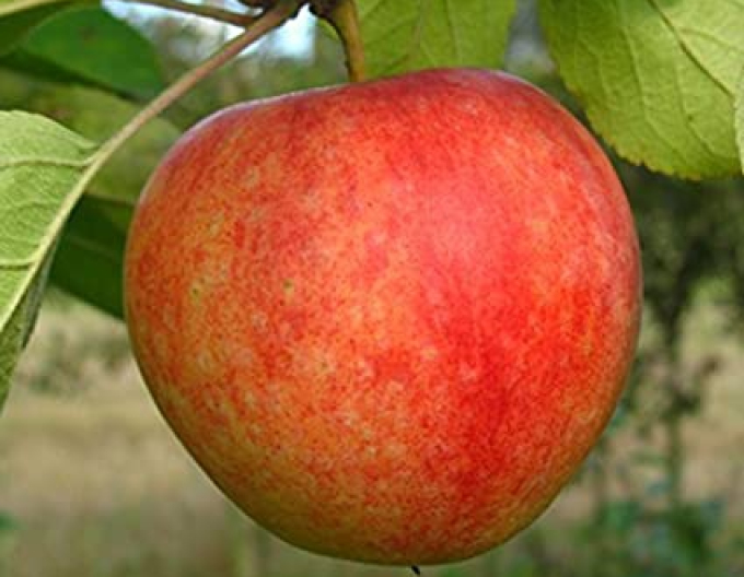 Säulenapfel Cox Orange