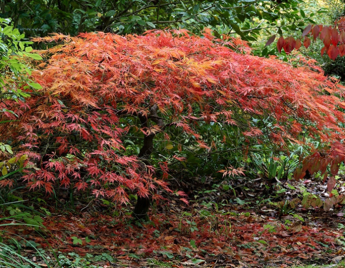 Spitzahorn Atropurpurea auf einem Baumstumpf