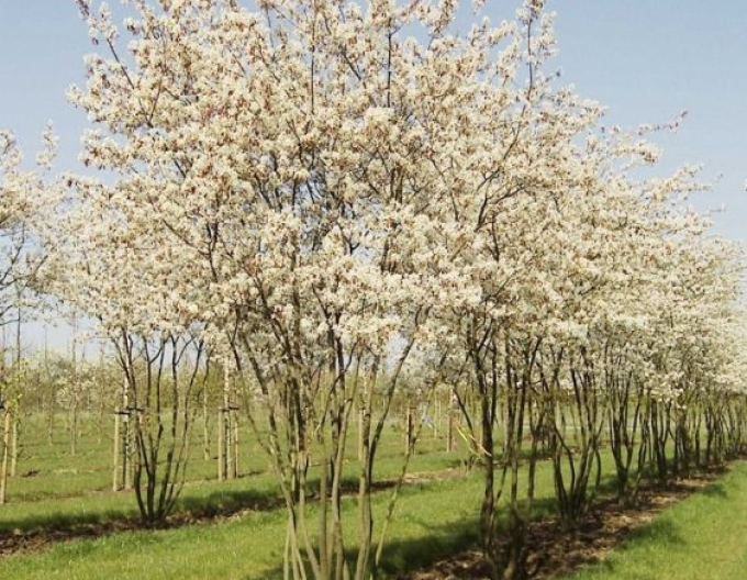 Kupfer - Felsenbirne