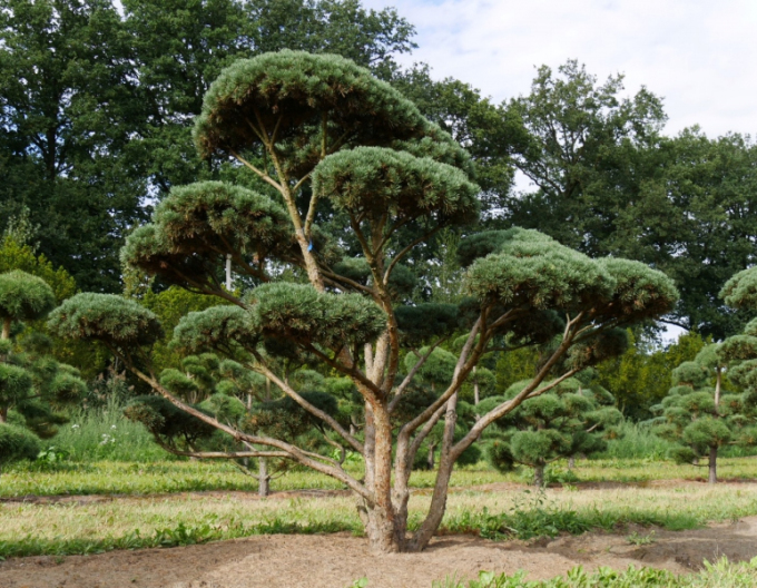Waldkiefer Watererii Bonsai