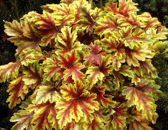 Heucherella Solar Power