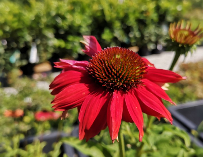 Scheinsonnenhut Lakota Red