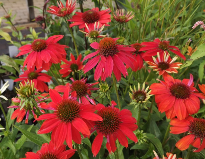 Scheinsonnenhut Lakota Red