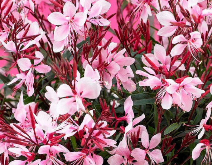 Gaura Gaudi Rosa