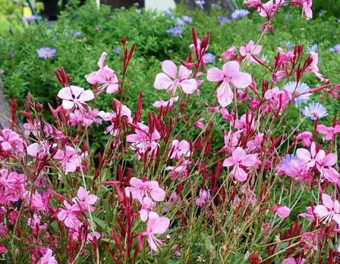Gaura Gaudi Rosa