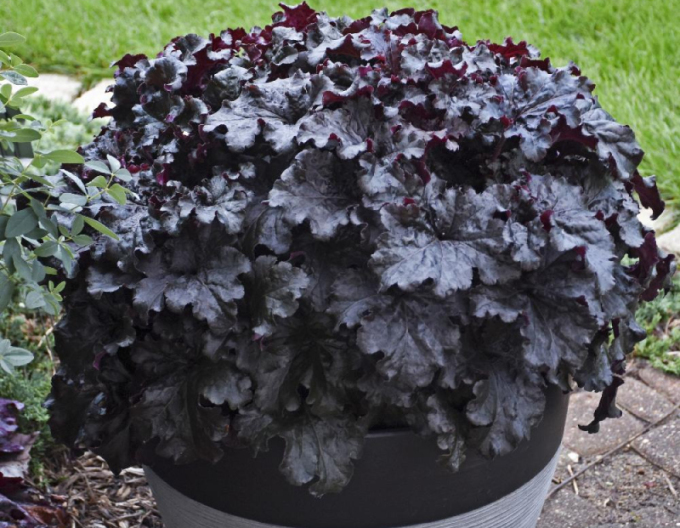 Heuchera Black Taffeta