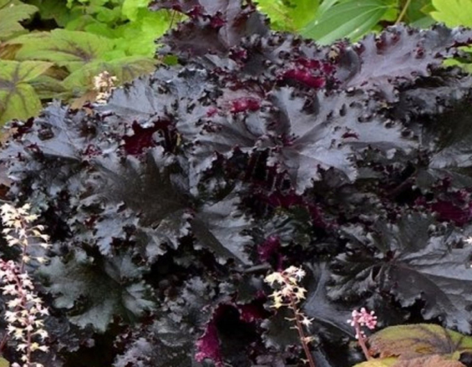 Heuchera Black Taffeta