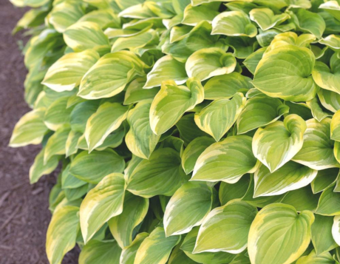 Hosta Golden Tiara