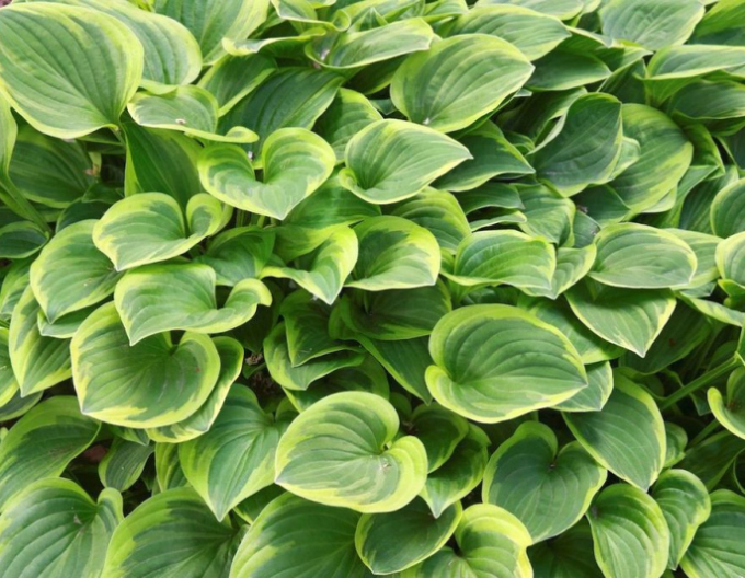 Hosta Golden Tiara