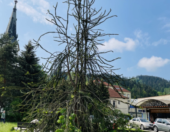 Schlangenfichte