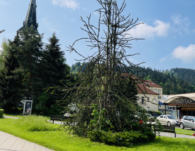 Schlangenfichte