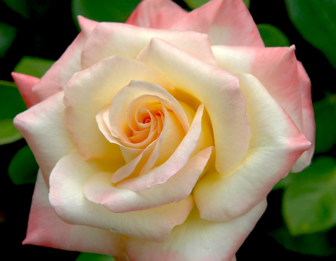 Baumrose Diana Prinzessin von Wales