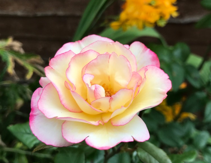 Baumrose Diana Prinzessin von Wales