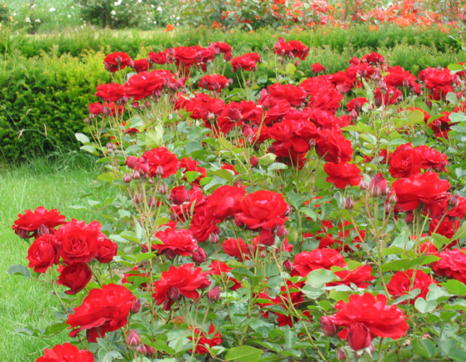 Stammrose Lili Marlen