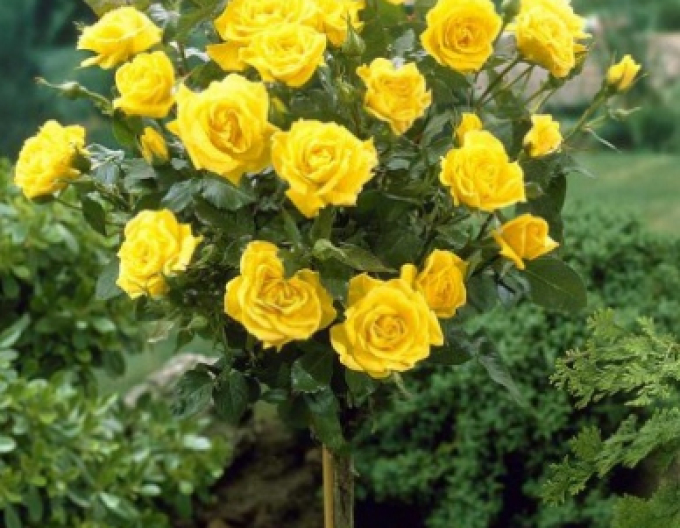 Baumrose Dorothy