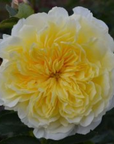 Stammrose Solemio