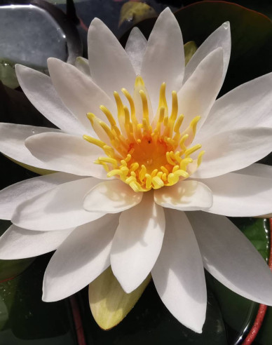 Seerose Souvenir de Fridolfing