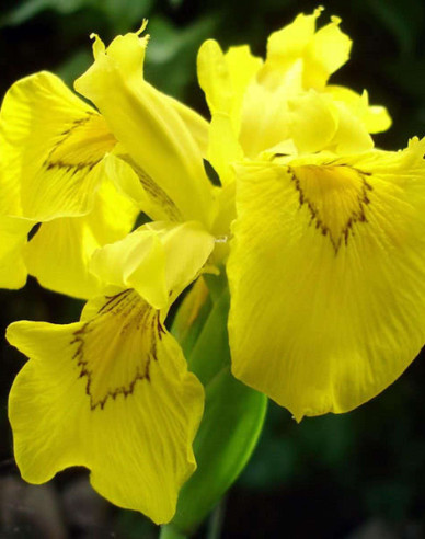 Iris Flore Pleno