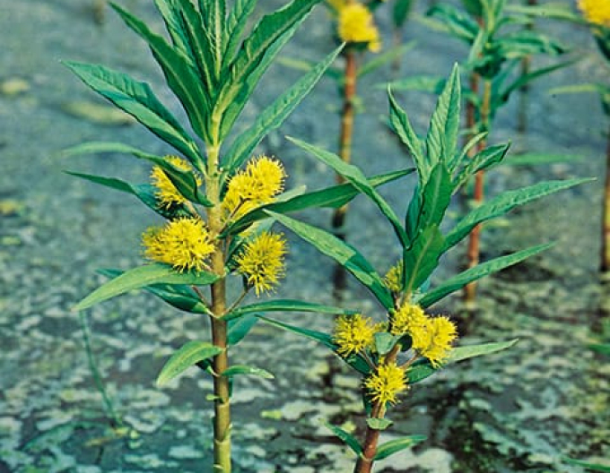 Weidenblume