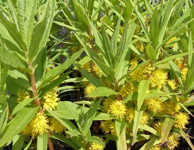 Weidenblume