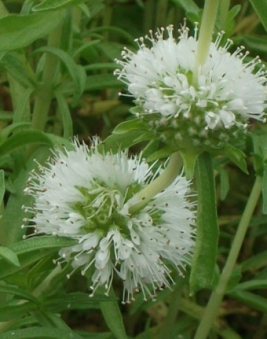 Minze Alba