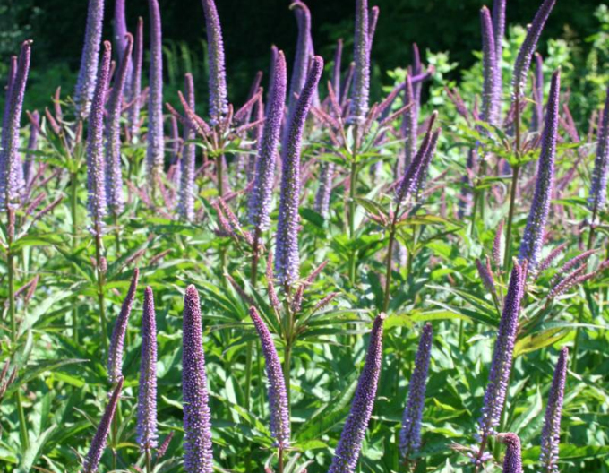 Veronicastrum Rote Pfeile