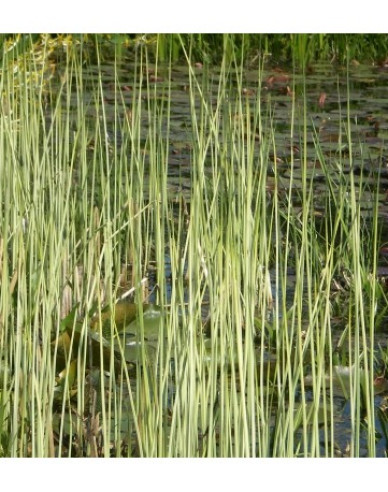 Teich Simse Albescens