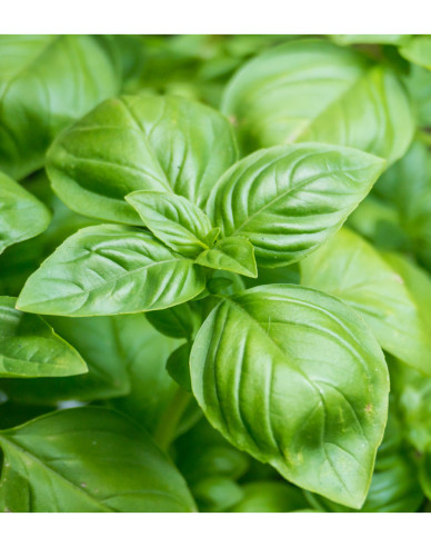 Basilikum