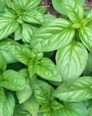 Basilikum