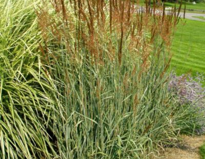 Sorghastrum nutans Indial Steel