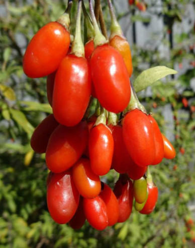 Lycium chinense Grosfruchtig