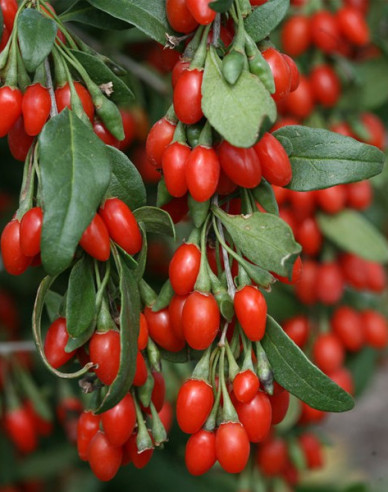 Lycium chinense Grosfruchtig