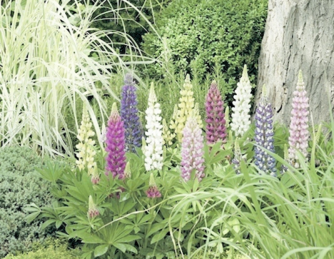 Lupine Camelot Mix