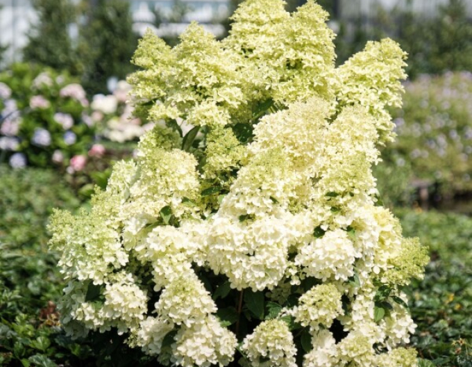 Hortensie Magical Lime Sparkle