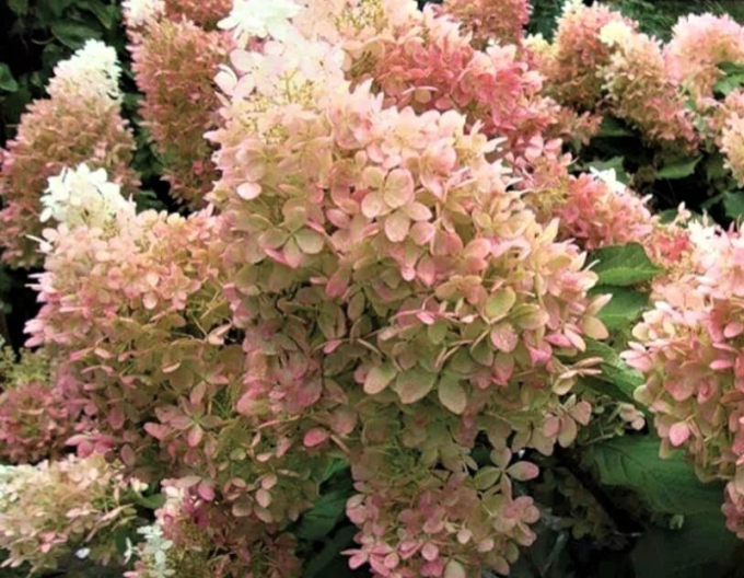 Hortensie Magical Lime Sparkle