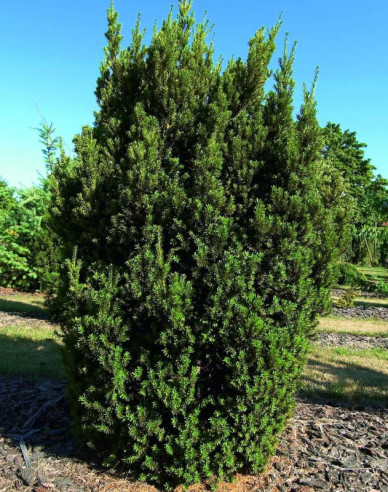 Bechereibe Hillii