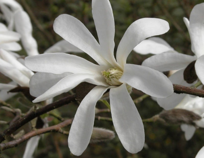 Magnolia japonica - Stämmchen