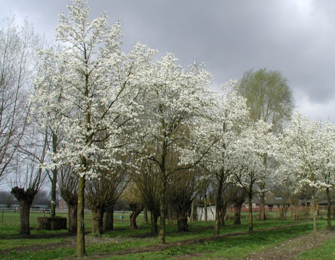 Magnolia japonica - Stämmchen