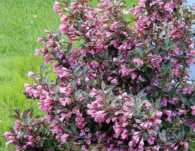 Blühende Weigelie Nana Purpurea