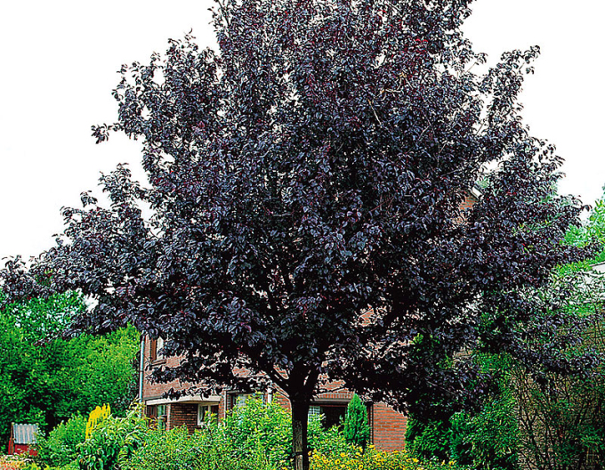 Kirschpflaume Nigra