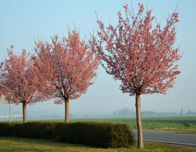 Scharlach-Kirsche Rancho